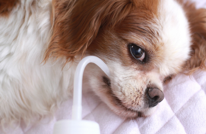 水分補給をする犬