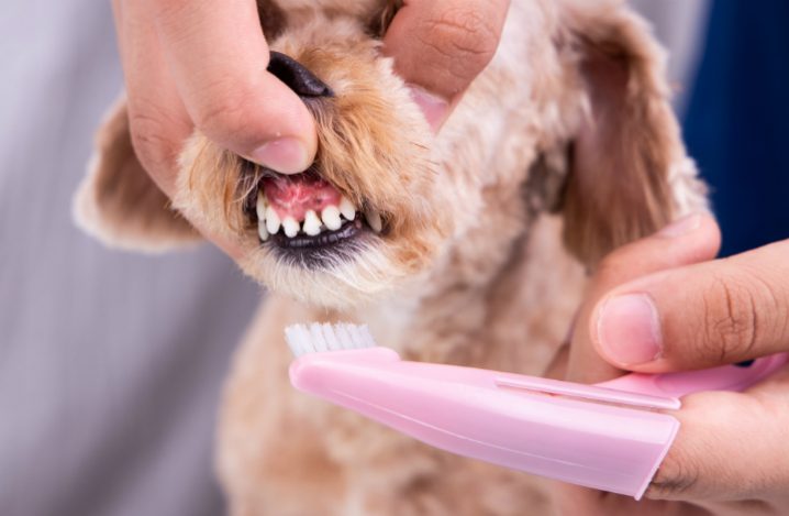 歯石が気になる 老犬の歯周病が気になるときの対処法を解説 ふぁみまる