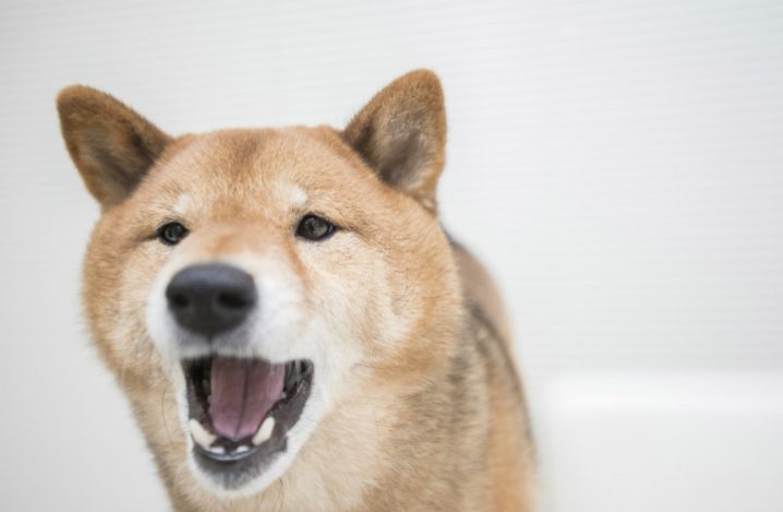 老犬が一日中吠える 鳴きやまない 原因と対策は ふぁみまる