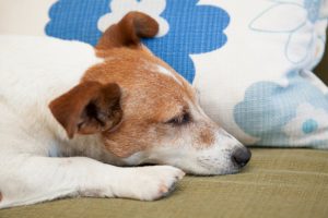 うつ伏せの犬