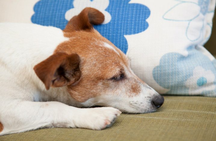 寝返りができない老犬は要注意 床ずれの予防法から治療法まで解説 ふぁみまる