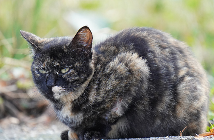 老猫のフケの原因はお手入れ不足 病気が隠れていないか確認も大切 ふぁみまる