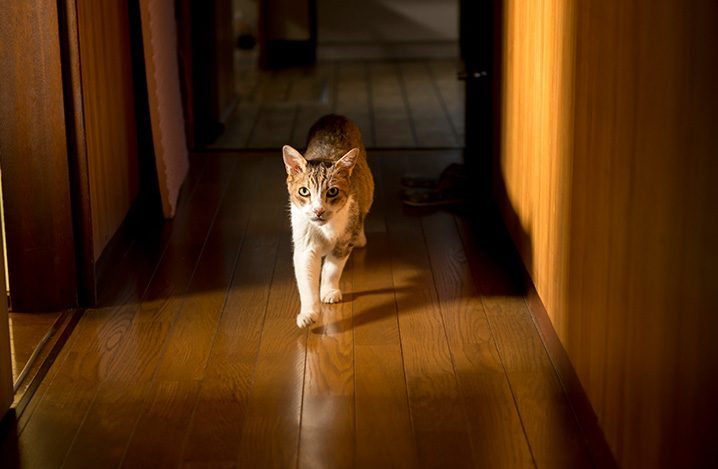 老猫がふらつく ふらつきを大きく2種類にわけて 代表的な原因をご紹介 ふぁみまる