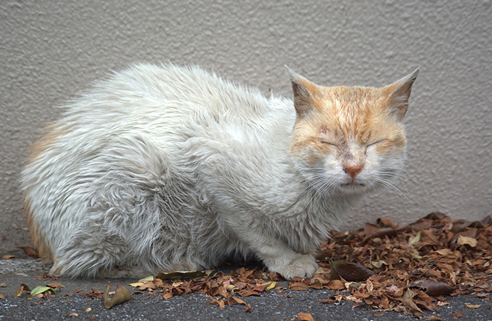 老猫が認知症かもしれない