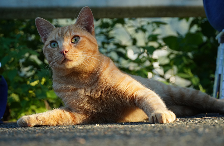 うちの猫もひょっとして認知症 高齢猫の行動が心配なときの対応 ふぁみまる