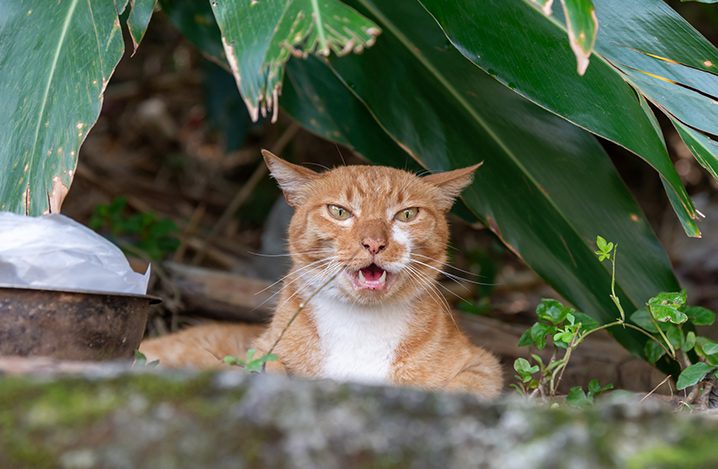 老猫の粗相