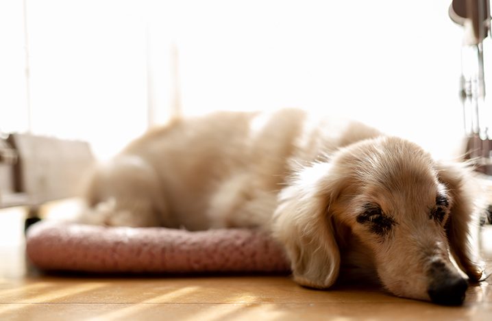 老犬の介護用品