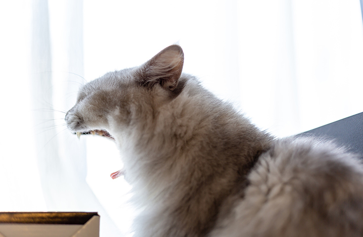 老猫の口臭予防
