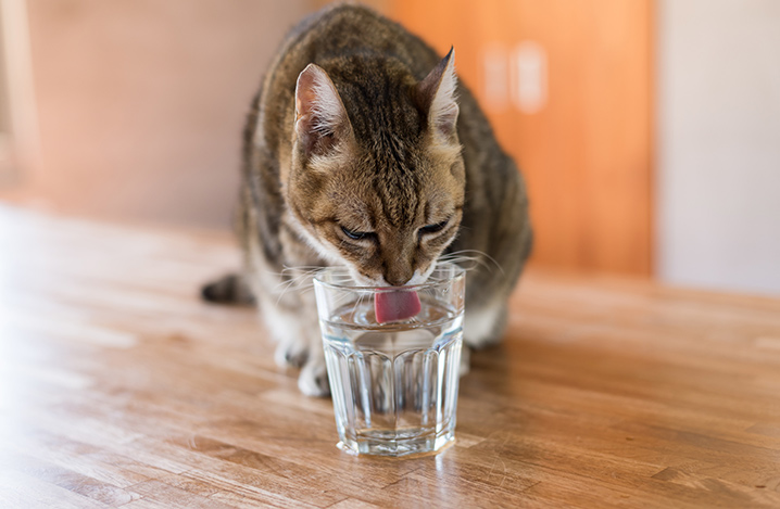 老猫が水をよく飲むときは注意 病気のサインかも ふぁみまる