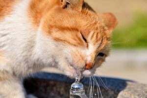 老猫がよく水を飲む
