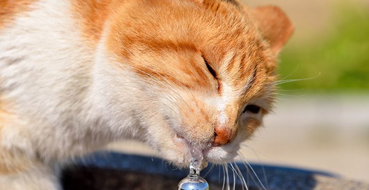 老猫がよく水を飲む