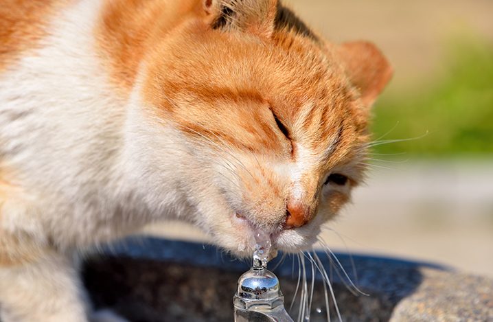 老猫がよく水を飲む