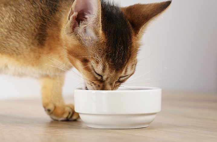 老猫の食欲旺盛について