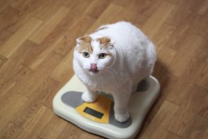 老猫の体重