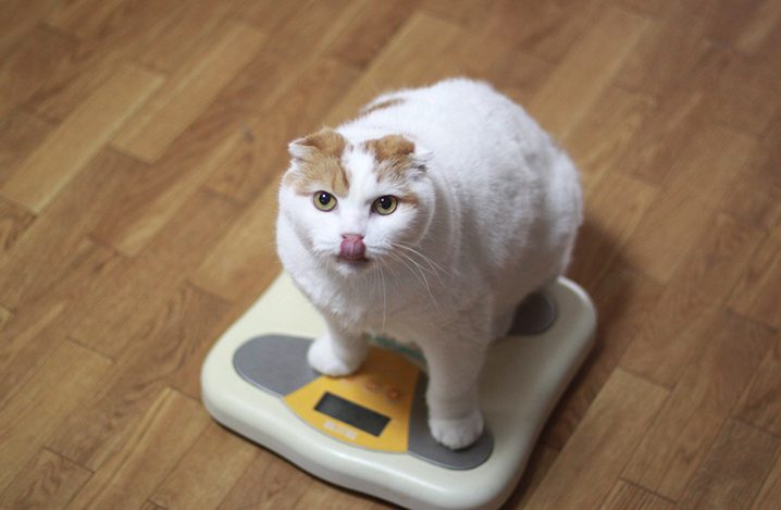 老猫の体重