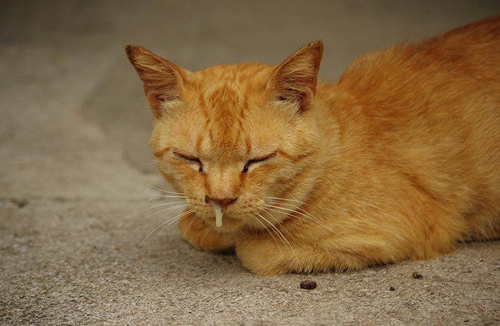 老猫の鼻水は注意が必要 主な原因を紹介 ふぁみまる