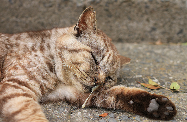 老猫の鼻水は注意が必要！？主な原因を紹介！ - ふぁみまる