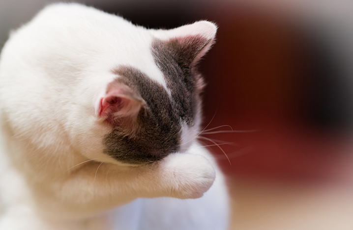 老猫の鼻水が出たときのまとめ