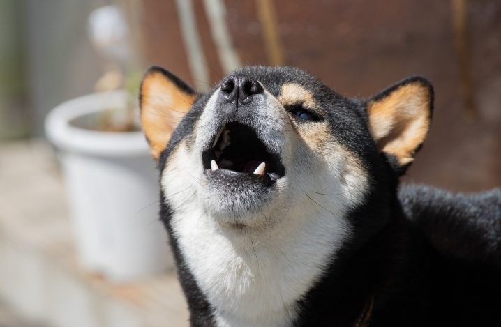 犬 寝 ながら 鳴く