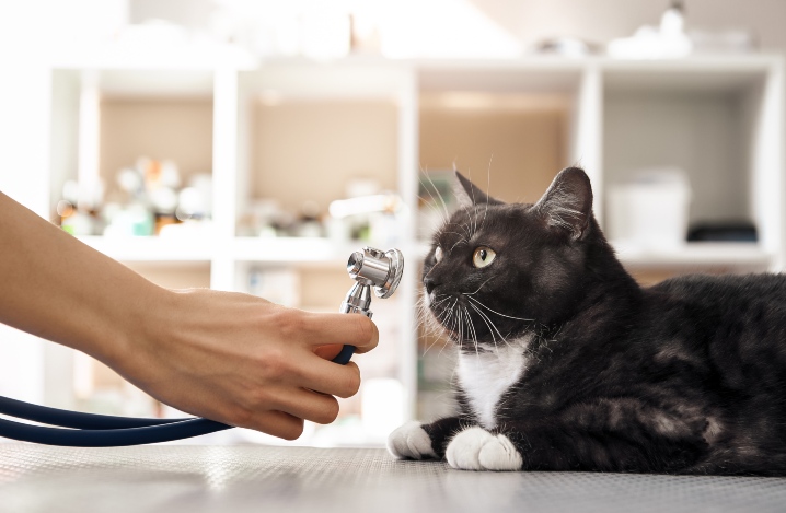 老猫の呼吸が早い 呼吸は生命の根幹 異常は危険な可能性高し ふぁみまる