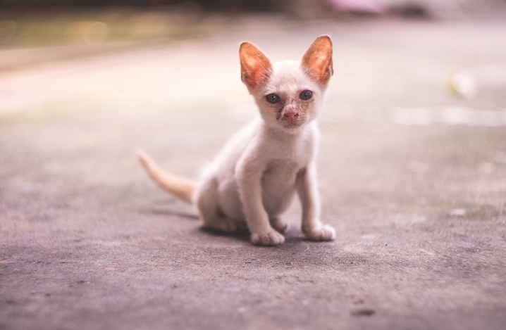 老猫が痩せる 考えられる原因ととるべき対応とは ふぁみまる