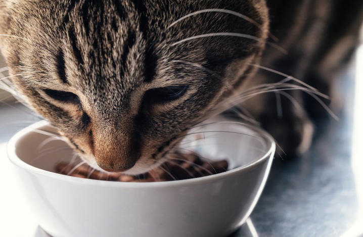 老猫が痩せる！考えられる原因ととるべき対応とは - ふぁみまる