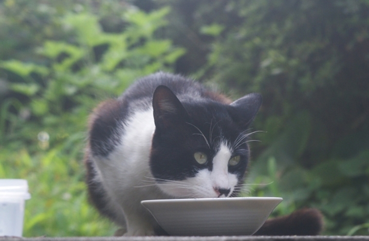 老猫の餌の選びのポイントは いつまでも元気でいるために ふぁみまる