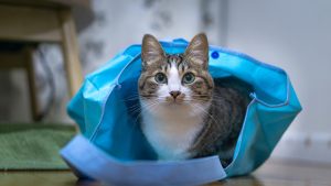 残暑は続きます エアコンの効いた部屋で不調に ふぁみまる