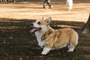 老犬が咳をしている 考えられる原因と対応について解説 ふぁみまる