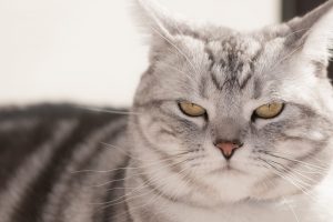 うちの猫もひょっとして認知症！？高齢猫の行動が心配なときの対応 