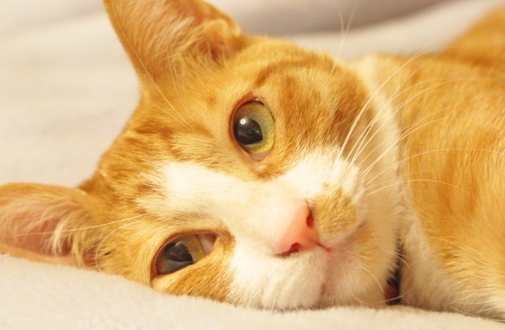 多くの老猫が悩む！膀胱炎について解説！ - ふぁみまる