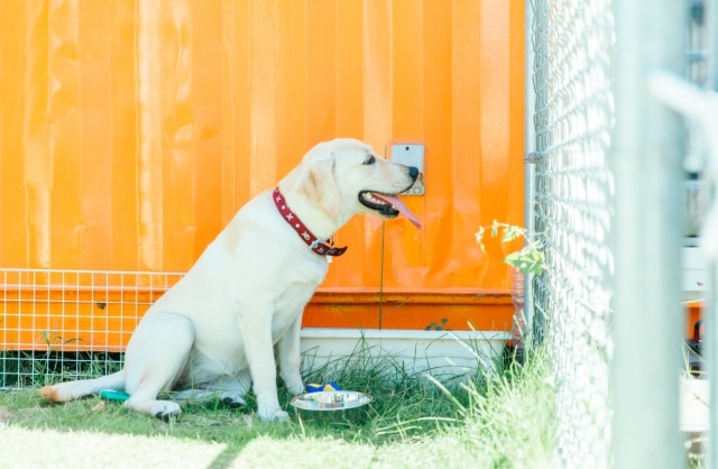 老犬が水を飲まない 原因と対処法を解説 ふぁみまる