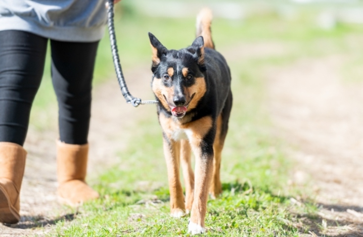 老犬が急に立てなくなったのはなぜ 原因と対処法を解説 ふぁみまる