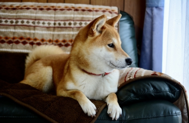 ソファーの上に座る犬