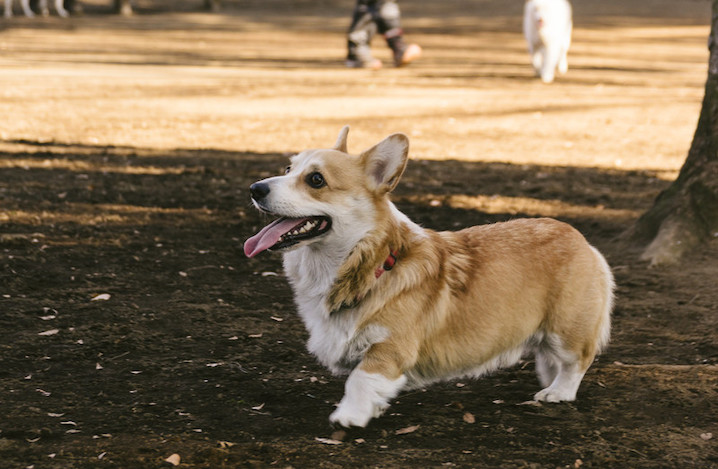 公園で遊ぶ犬