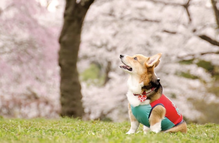 桜を見つめる犬