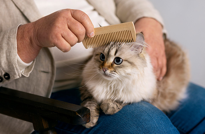 猫の毛玉の取り方とは？ブラッシング方法と事前の毛玉対策もご紹介