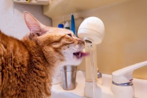 猫 脱水症状