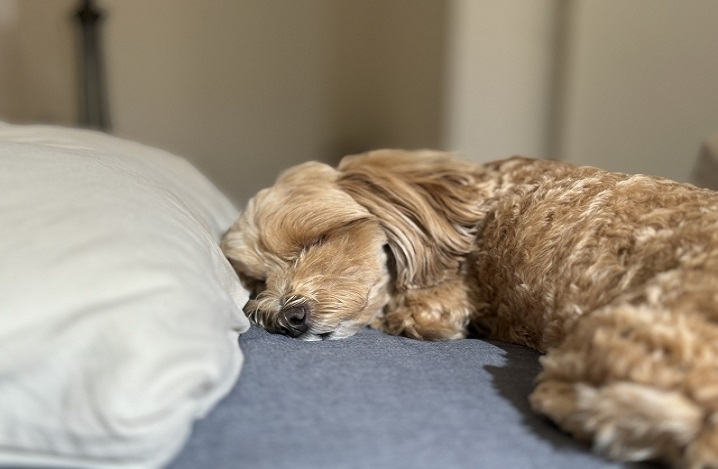 犬 具合が悪い時の寝方