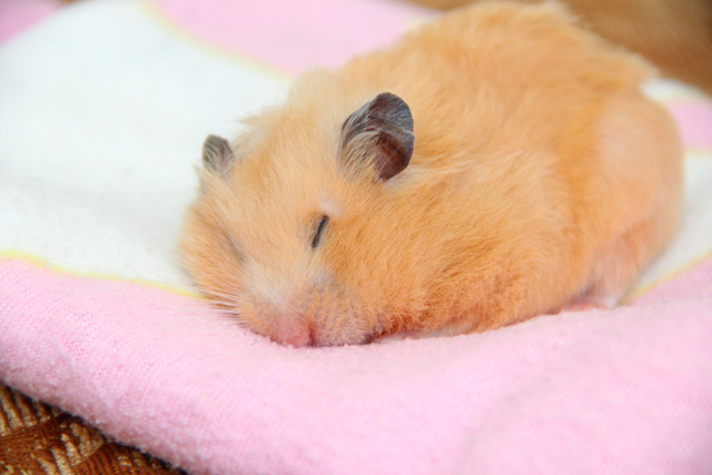 ハムスター 死んだら