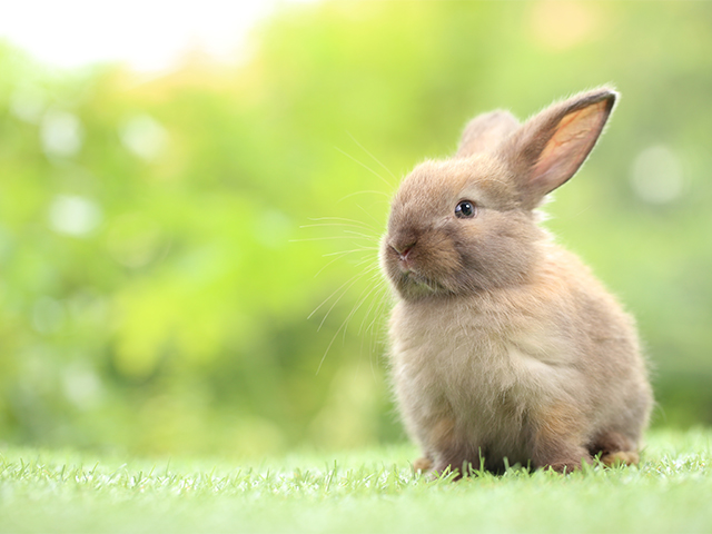 ペット 死んだら 手続き