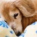 首が傾く、くるくる回る、老犬に多い突発性前庭疾患