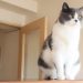 老猫がぐるぐる回るときの原因と対応について解説！