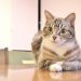 【獣医師監修】老猫が血を吐いた時に考えられる原因と対応について解説！