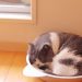老猫の排尿回数がおかしい！主な原因と対応を解説！