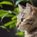 【獣医師監修】老猫の最期の看取り方！最期の症状や準備しておくべきこととは？