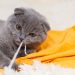 愛猫が布を食べてしまう…！猫のウールサッキングについて詳しく知ろう