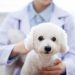 【犬の混合ワクチン】種類と選び方を解説。心配な副作用や費用についても知ろう