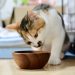 猫がウェットフードを食べない原因とは？食べてもらうための方法も紹介
