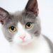 【愛猫がずっとついてくる】分離不安症？理由と対策を解説